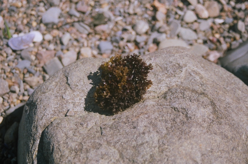 Seaweed fuzzy on rock