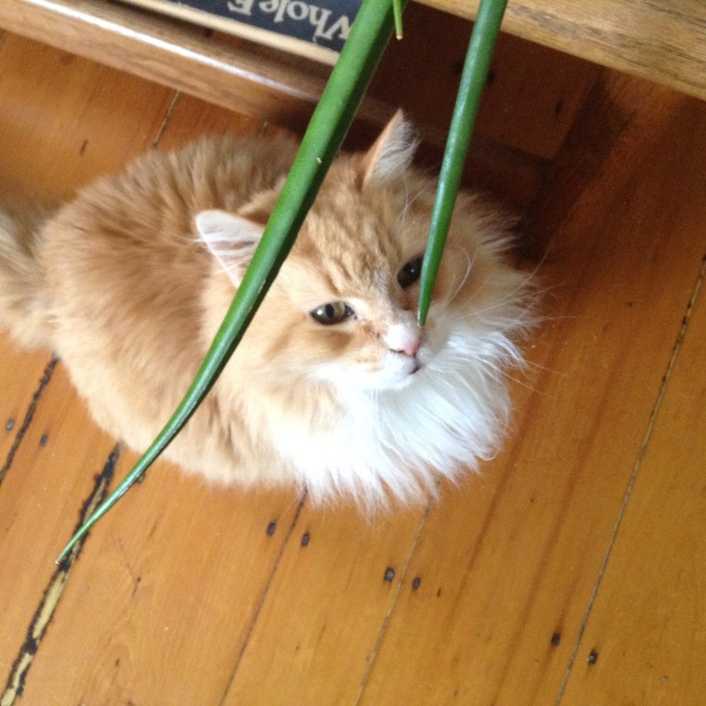 Orange cat beneath green plant