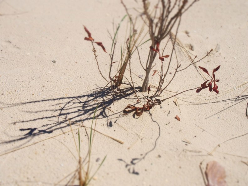 beach-weeds
